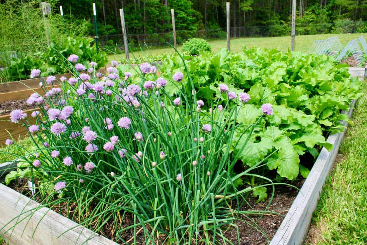 Rising Chives from Seed – Dwelling Backyard Pleasure